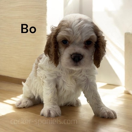 puppy, for, sale, Cocker Spaniel, Joe & Cherri  Overlease, dog, breeder, Miller, MO, dog-breeder, puppy-for-sale, forsale, nearby, find, puppyfind, locator, puppylocator, aca